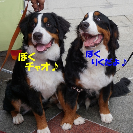 a3.jpg