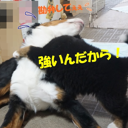 a4.jpg