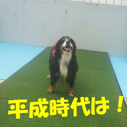 a5.jpg