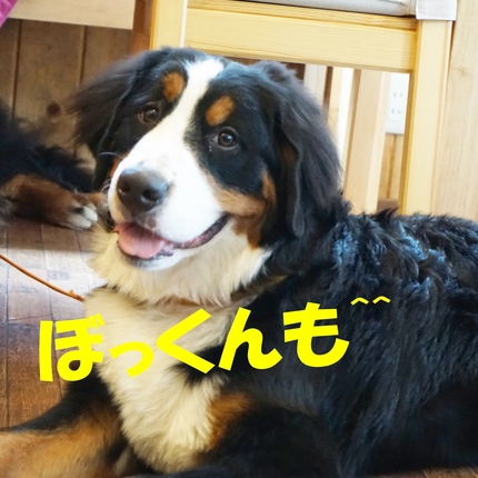 a5.jpg