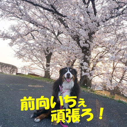 a8.jpg