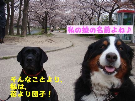 hanayoti.jpg