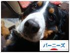 <にほんブログ村 犬ブログ バーニーズマウンテンドッグへ