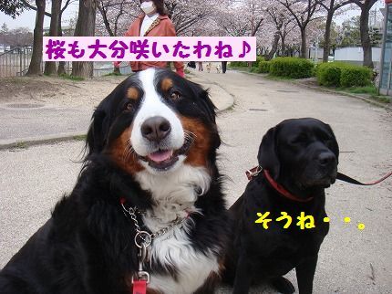 sakkura.jpg