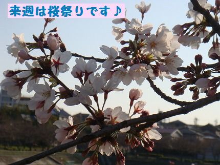 sakuramaturi.jpg
