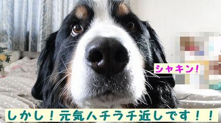 genki.jpg