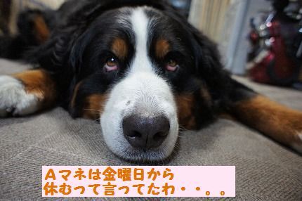 amane.jpg