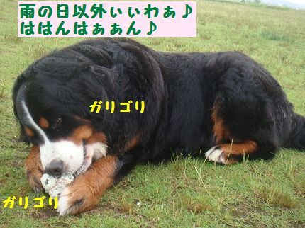 amenohiigai.jpg