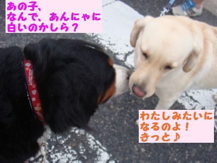 anoko.jpg