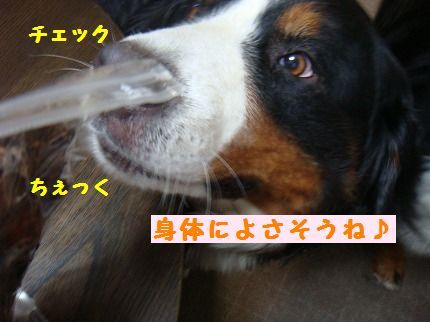 cheku.jpg