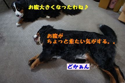 dokan.jpg