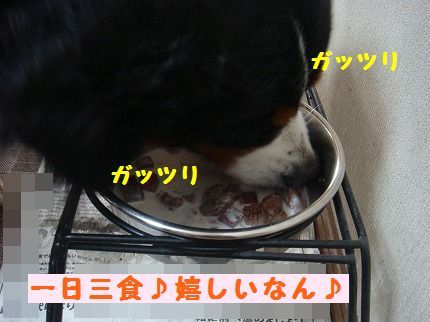 gaturi.jpg