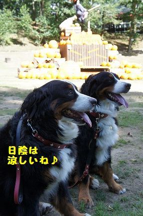 hikage.jpg