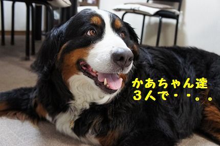 kaacya.jpg