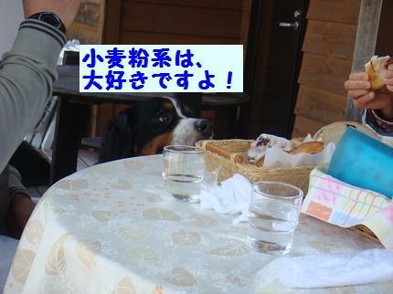 komugi.jpg