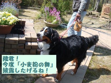 komugiko.jpg