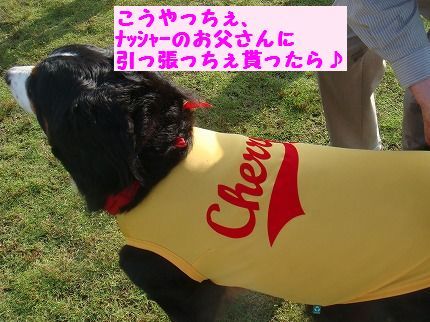 kouyacha.jpg