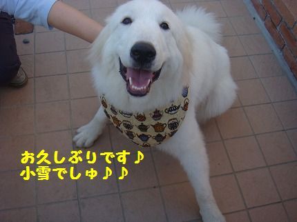 koyuki.jpg