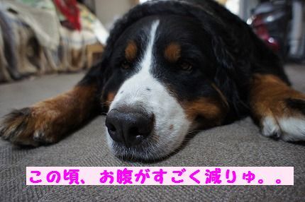 onaka.jpg