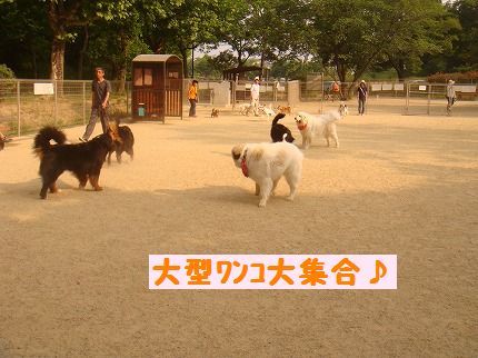 oogata.jpg