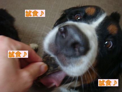shisyokutai.jpg
